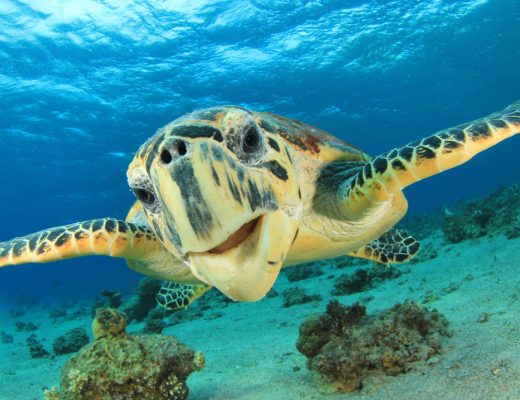 The Hawksbill Turtle is native to Qatar