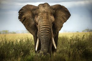 A big African elephant 