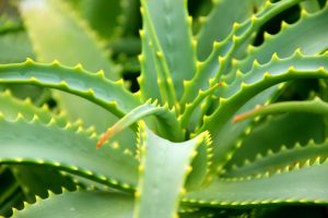 Aloe Vera one of the best houseplants to have