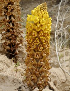 The desert hyacinth which inspired the new Zaha Hadid design to be built in Qatar