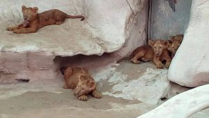 The new baby lions at Doha Zoo