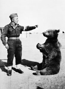 Wojtek the bear a Polishmilitary animal