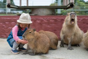 capybara pets