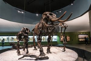 Three wooly mammoth fossils at the Los Angeles County Museum of Art - Shutterstock