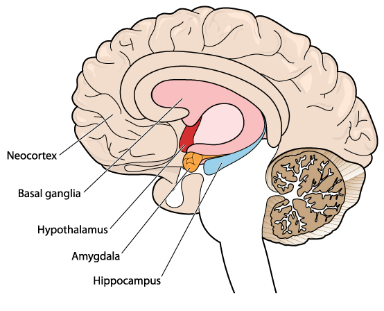 Diagram of the human brain