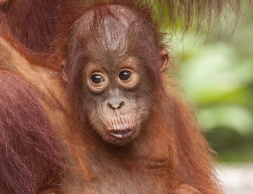 The Tapanuli Orangutan Great Ape is almost extinct
