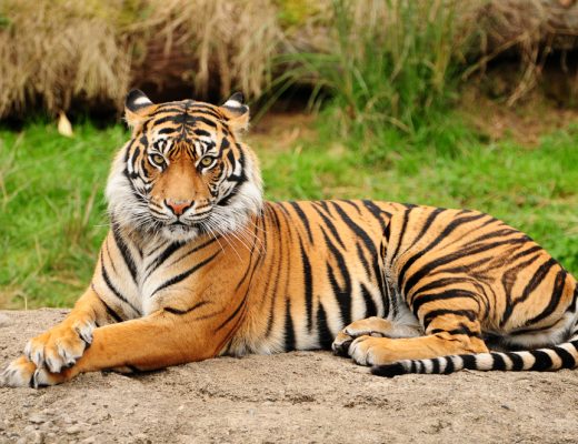 Civetone, a pheromone found in Calvin Klein's Obsession for Men, attracts tigers