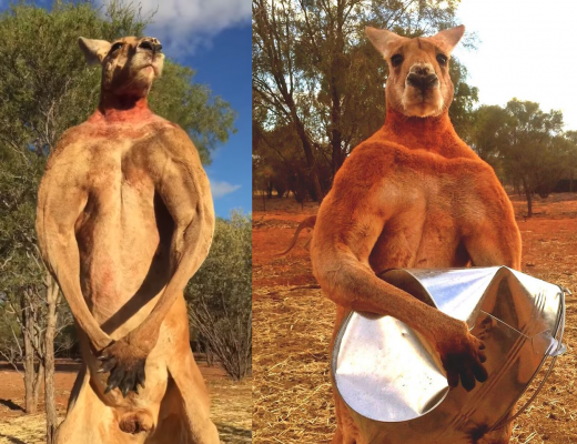Roger the Kangaroo has died at the Kangaroo Sanctuary in Alice Springs, Australia