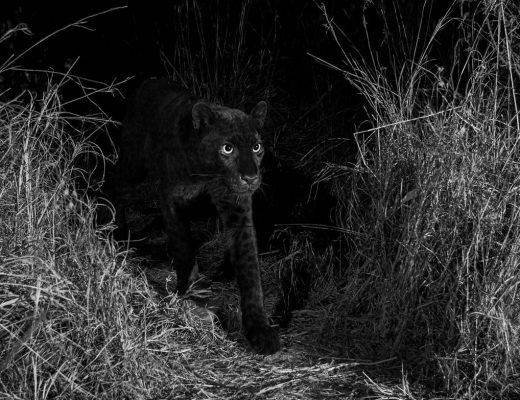 A black leopard (black panther) has been spotted for the first time in Kenya, Africa - Will Burrard-Lucas