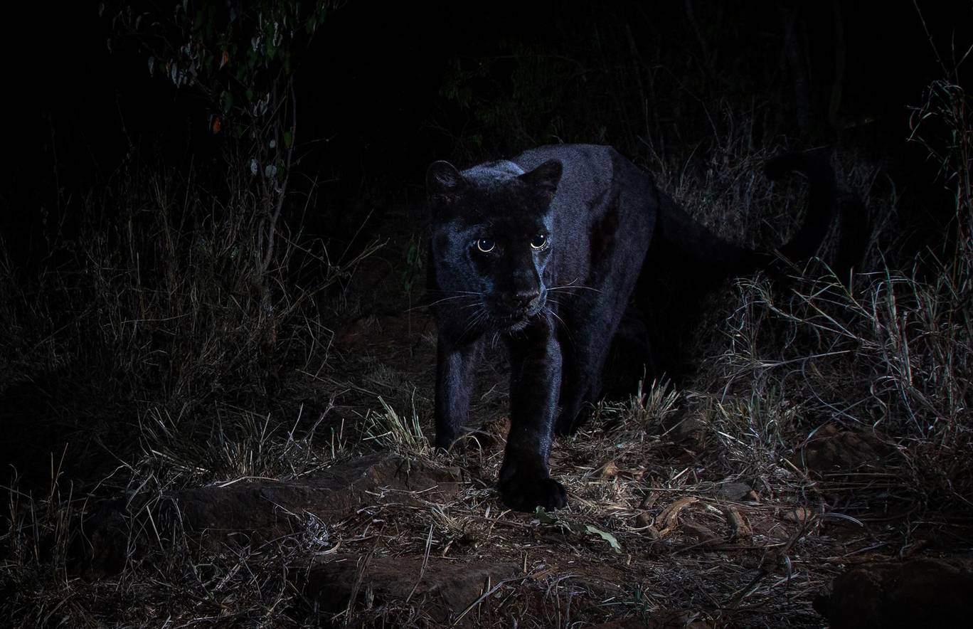 The last time a black leopard was photographed in Africa was in Ethiopia in 1909 - Will Burrard-Lucas