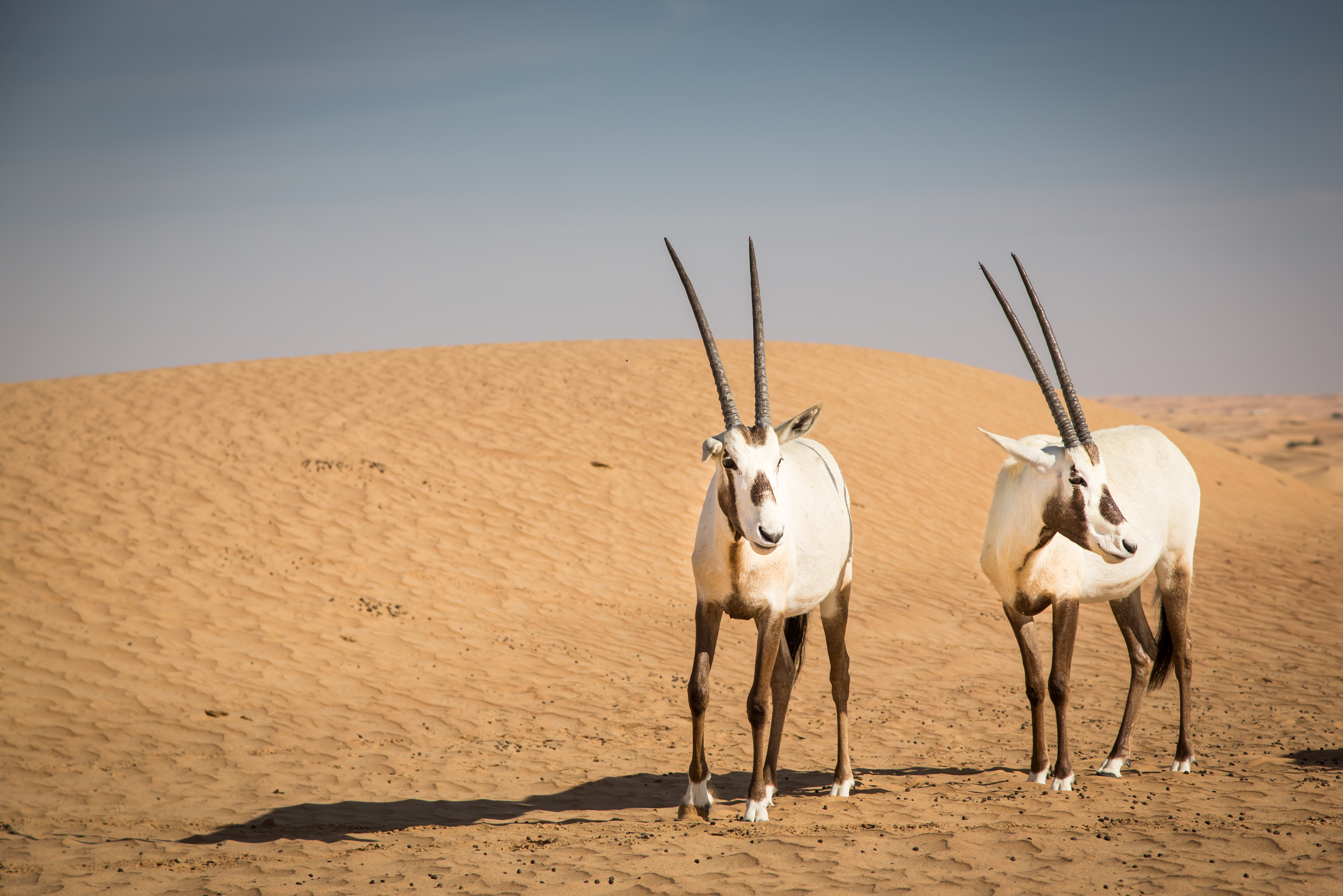 Meet The Oryx - Qatar's National Animal - The life pile