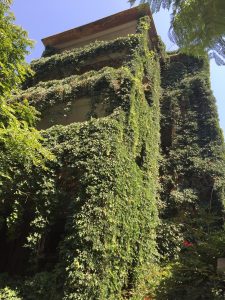 Plants covering an abandoned building in Old Beirut