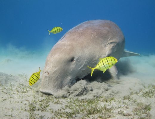 Qatar is hometothe second largest population of Dugong in the world