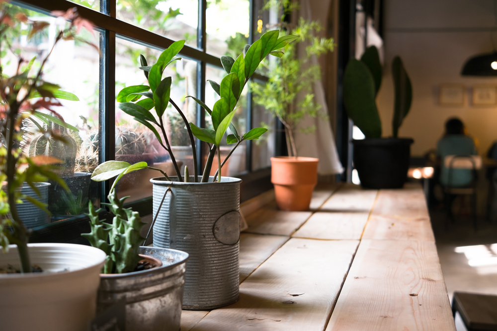 the best houseplants to have