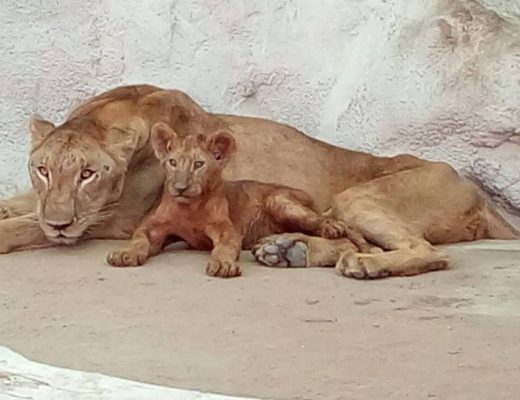 Lioness Lara from Doha Zoo gave birth to five cubs