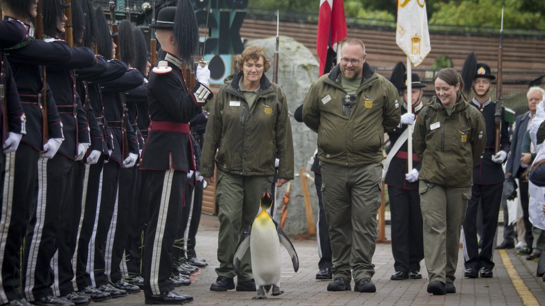 Sir Nils Olav military animal in the Norwegian Army ceremony