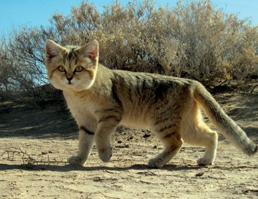 The shy Arabian sand cat