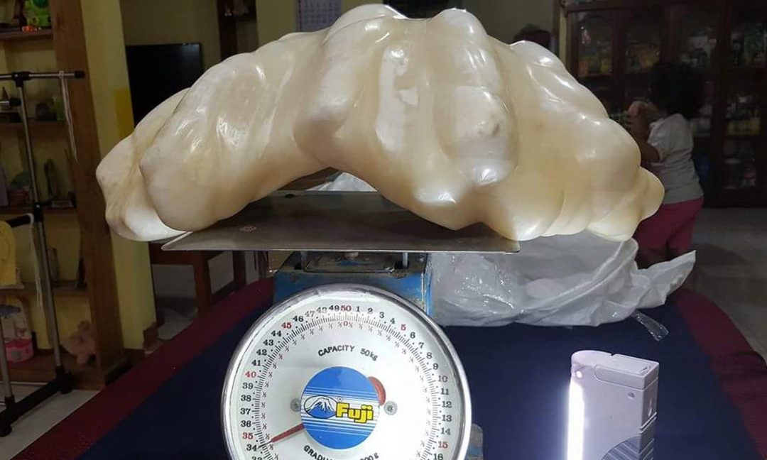 A fisherman in the Philippines has been hiding the world's largest pearl for over a decade, not knowing its $100 million worth. A fisherman in the Philippines is happy to learn that the pearl he hid unfer his bed for 10 years is worth up to $100 million. Weighing 34-Kilogram, the world’s largest pearl was discovered by accident. Some ten years ago, the unidentified fisherman got his anchor stuck in the seas just off Palawan Island in the Philippines. When the man dove down to free his fishing boat, he was surprised to find his anchor stuck to calm rather than a rock, and decided to take the massive clam up with him. Not knowing its value, the fisherman decided to keep the pearl under his bed for good luck, and did so for 10 full years. It was only after a fire erupted in his home when he was forced to remove it. Since it is heavy, he decided to keep it as his aunts for safekeeping when he moved to another part of the province, luckily, his aunt is a local tourism officer. The pearl was produced by a native giant clam, a species of clams that can reach up to over a meter in length and weigh over 200 kilograms. However, they rarely produce pearls. The title holder for world’s largest pearl before this one was also found off Palawan back in 1943. The $35-million Pearl of Allah weighs 6.4 kilograms.