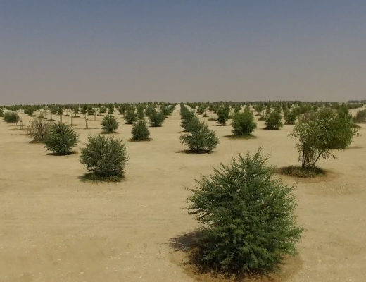 Qatar Gets A Forest.png
