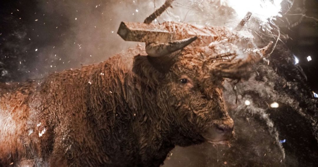 A bull is seen with its horns on fire during the Toro de Jubilo