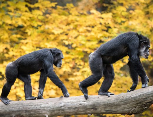 Chimpanzees Recognize Each Others Behinds