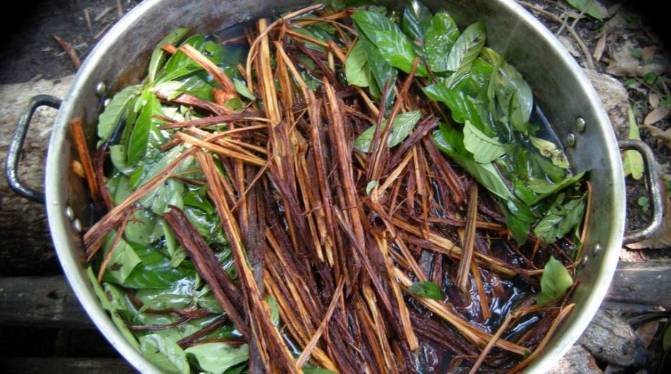 ayahuasca fights Alzheimer’s and Down Syndrome. (Photo ABC)
