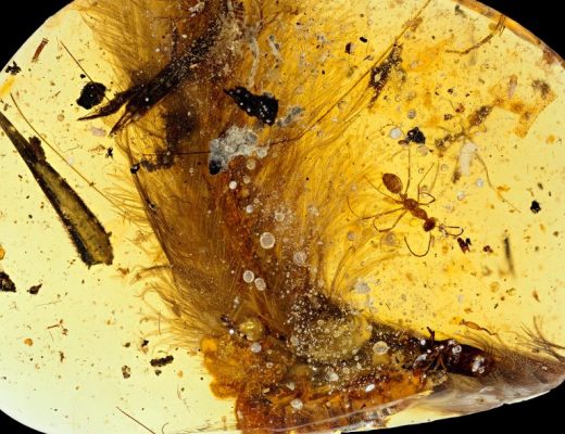 feathered dinosaur tail in amber (PHOTO BY R.C. MCKELLAR, ROYAL SASKATCHEWAN MUSEUM)