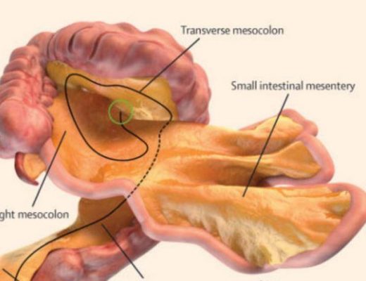 A digital representation of the small and large intestines and associated mesentery J Calvin Coffey, D Peter O’Leary, Henry Vandyke Carter - The Independent
