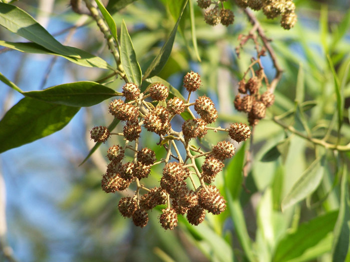 Conocarpus lancifolius, also known as the Damas has been banned in Qatar - Matthew Smith - Wikipedia
