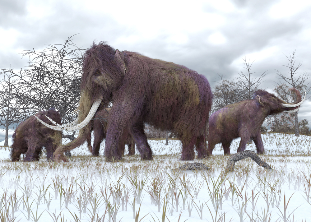 Woolly Mammoth Is About To Resurrect The life pile