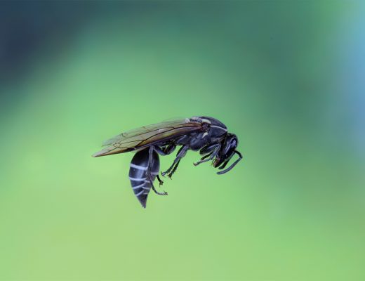 Wasp Venom Might Be The End Of Cancer