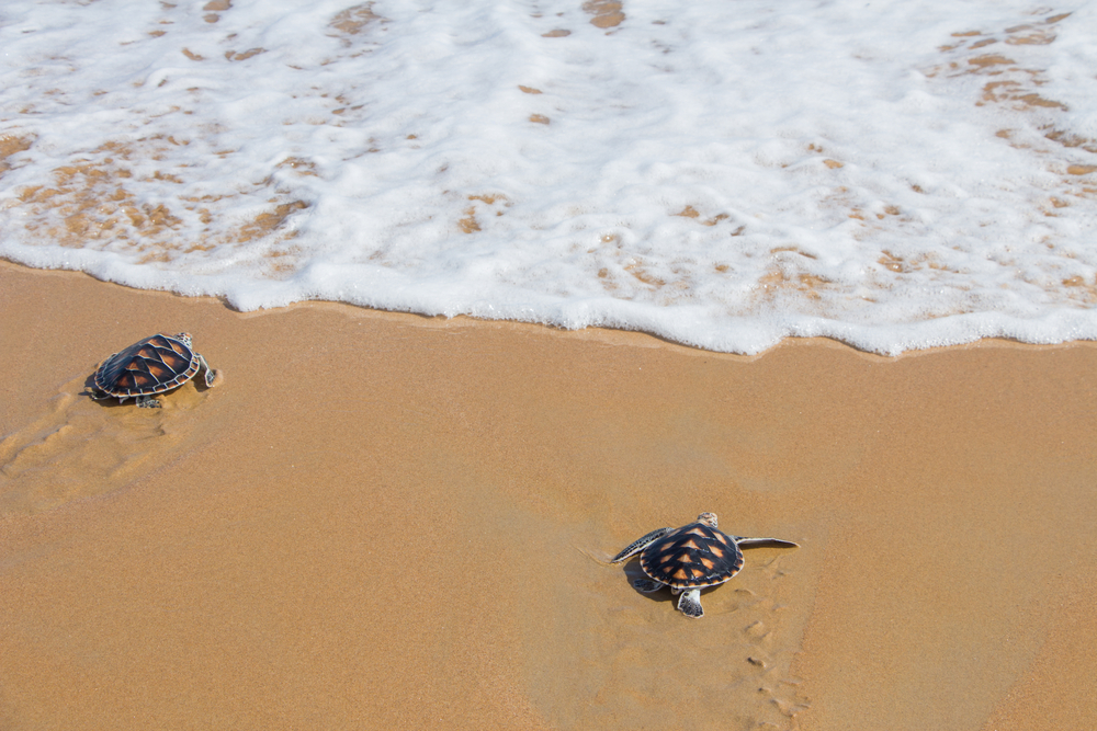 Hawksbill Turtles Begin Nesting Season