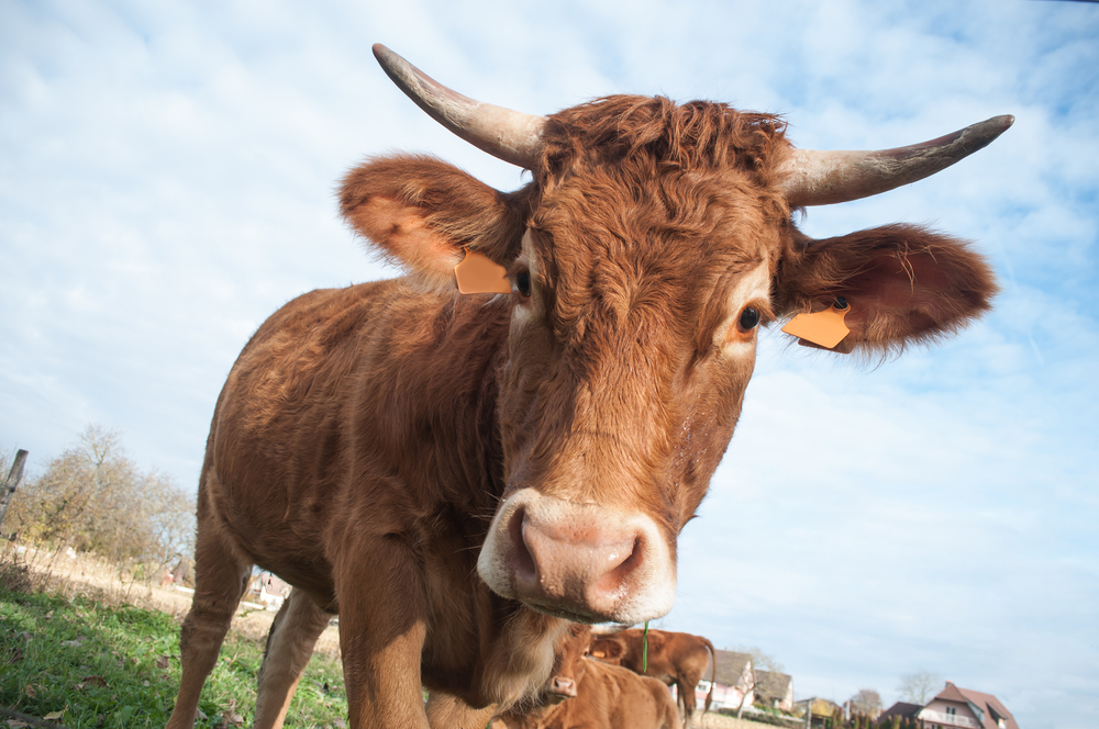 Millions of Americans believe that chocolate milk comes from brown cows