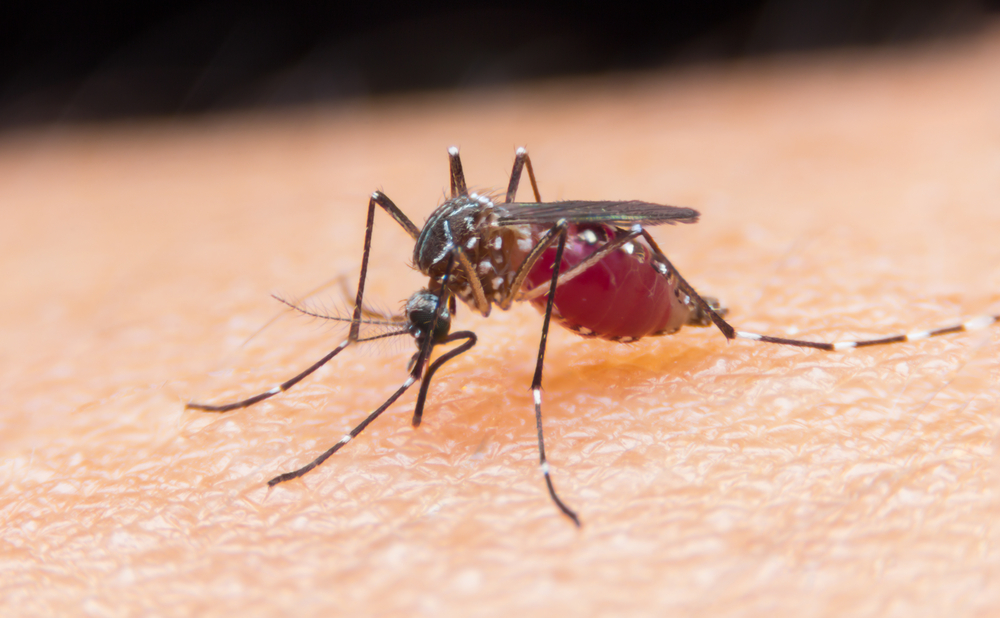 The Reason Mosquitoes Bite Some People More Than Others
