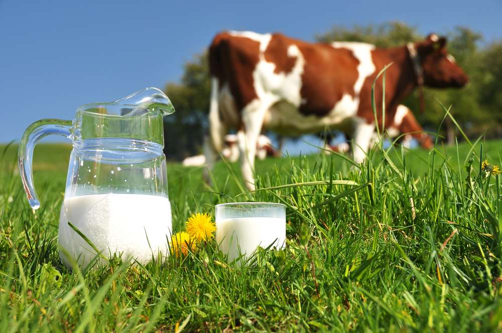 Qatar Is Becoming Self-Sufficient In Dairy Products