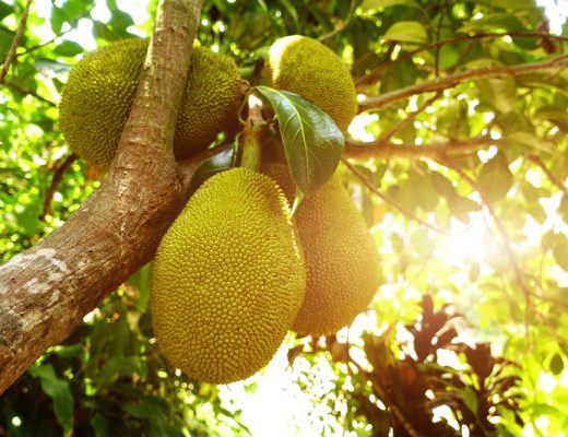 The nutrition rich jackfruit seeds could be a solution to hunger and malnutrition
