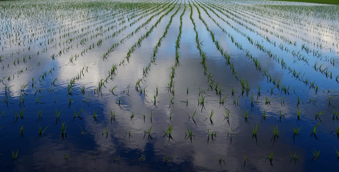 china have created Yuan Mi rice capable of growing in saltwater
