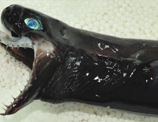 Alien viper shark - Fisheries Research Institute Taiwan