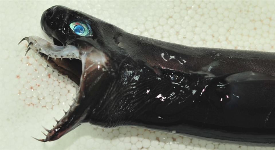 Alien viper shark - Fisheries Research Institute Taiwan