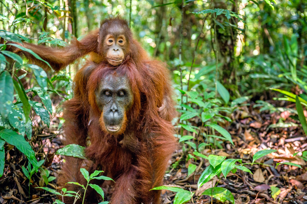 Orangutans have been observed using the Dracaena cantleyi medical plants to self-medicate
