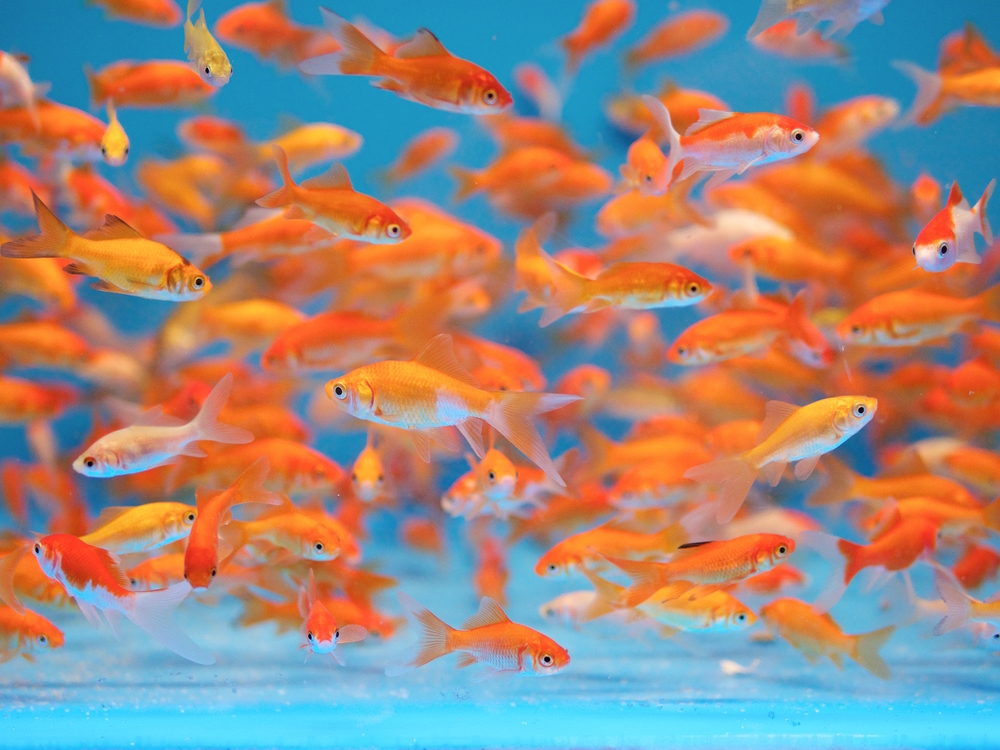 goldfish fish are in fact awesome pet if your take care of them correctly
