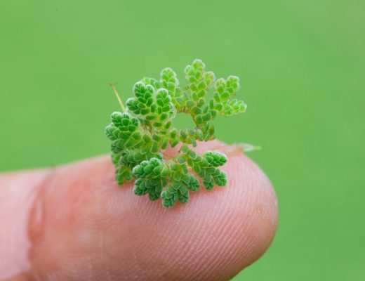 the azolla fern, which triggered an ice age, and can help reverse global warming