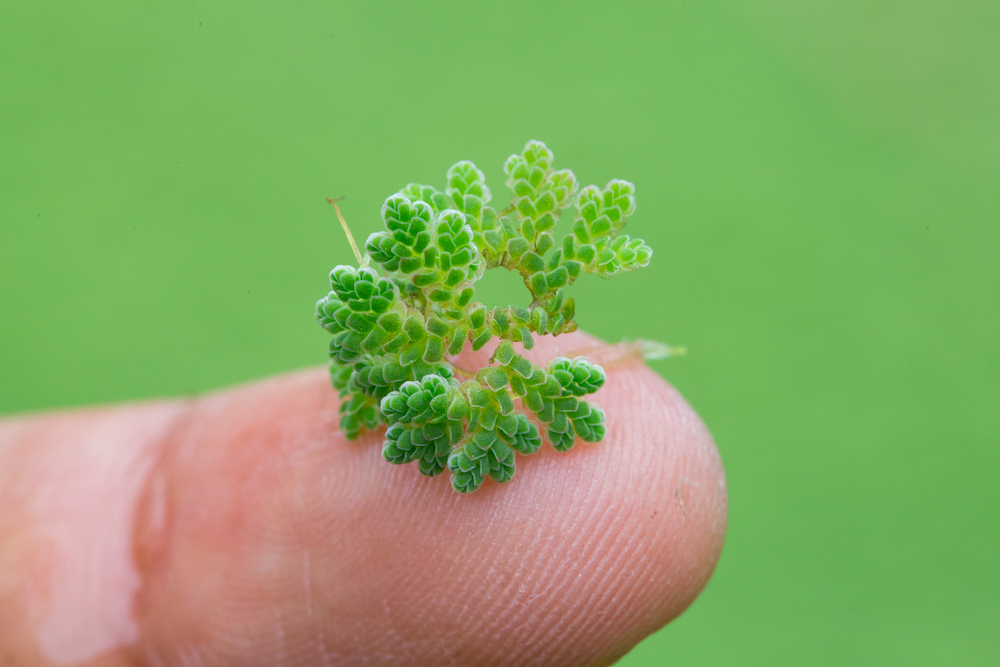 the azolla fern, which triggered an ice age, and can help reverse global warming