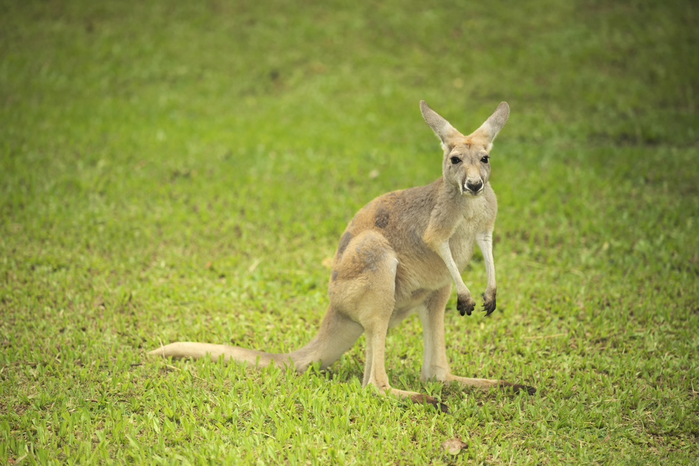 wallaby, wallabies, kangaroo, australia