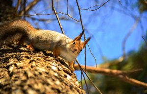 Persian squirrel