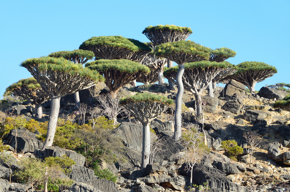 A community of the Dragon's blood tree, it is only found on the island of Socotra