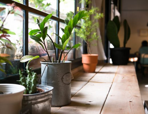 best plants for the air of each room in your house
