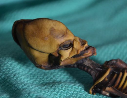 the Atacama skeleton, Ata, is not alien, but human