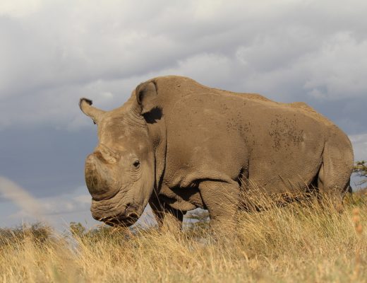 the last male northern white rhino Sudan has died