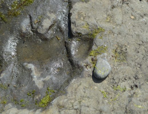 dinosaur footprints belonging to a cousin of the tyrannosaurus rex have been found on the Isle of Skye, Scotland
